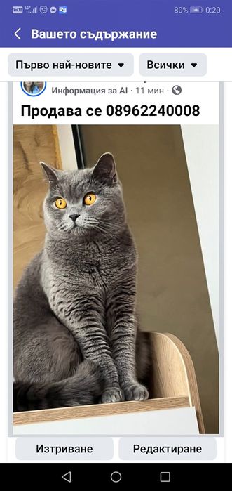 Котка Минди на 3 години нова обява