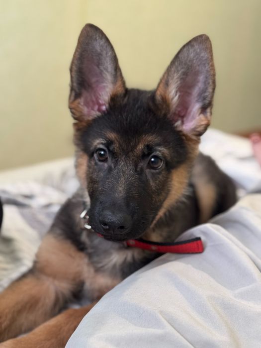 Немецкая овчарка, щенок