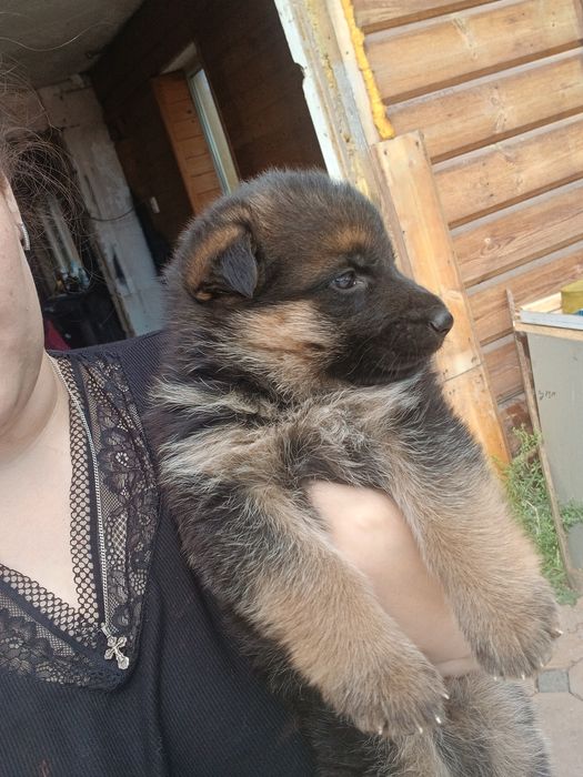 Продам немецких овчарок