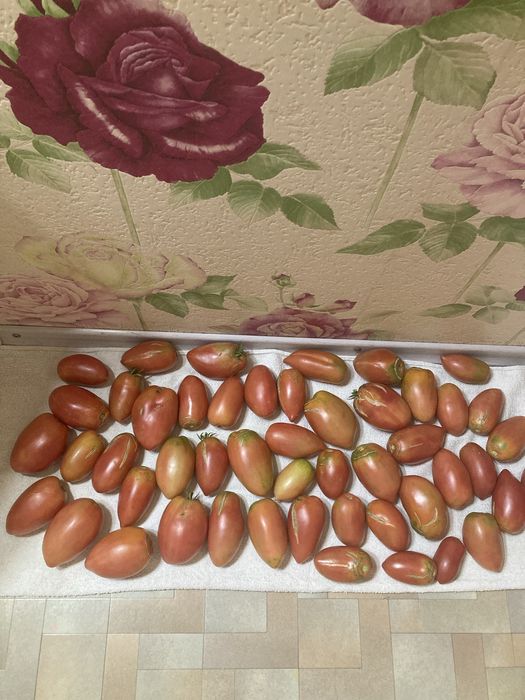 Продам домашние помидоры