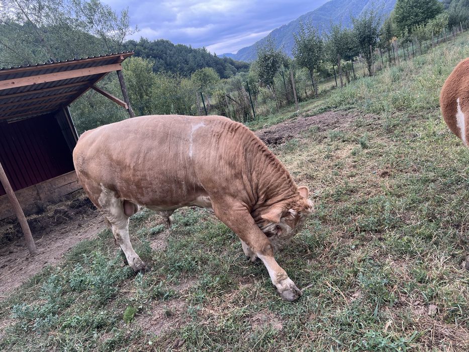 De vanzare  taur de montă mai multe detali la nr de telefon 0751208474