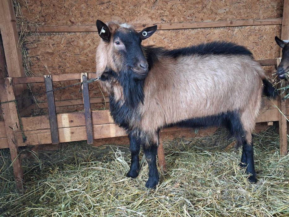 Tap alpin de vanzare