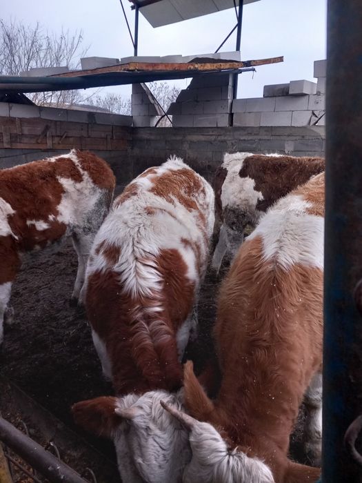 Junici baltata românească