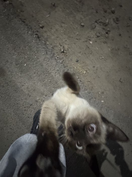 Тайский кот / Сиамский кот