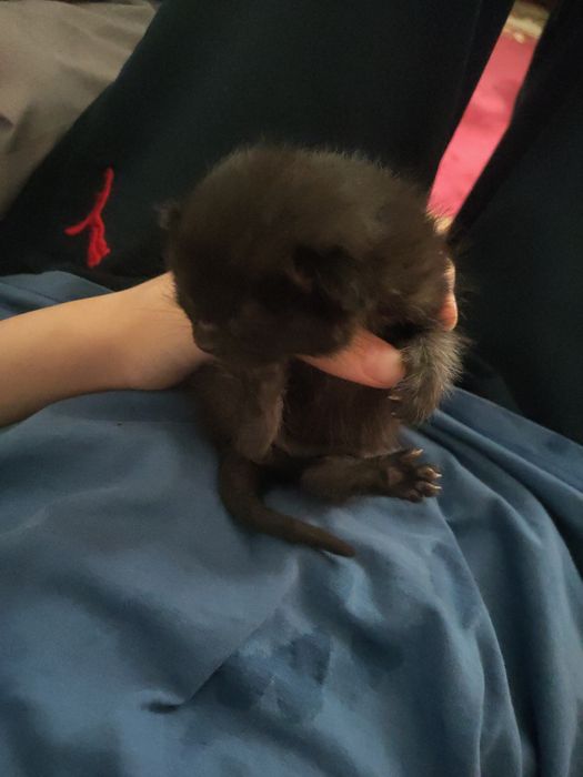 Котёнок почти 3 недели