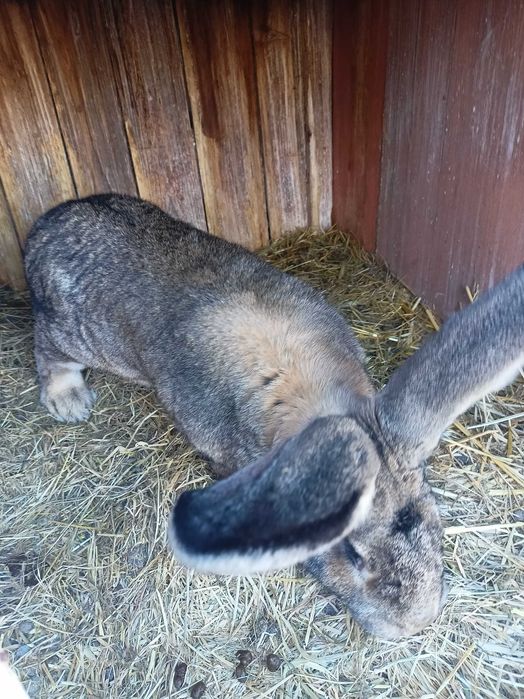 Femelă uriaș german caută casă nouă