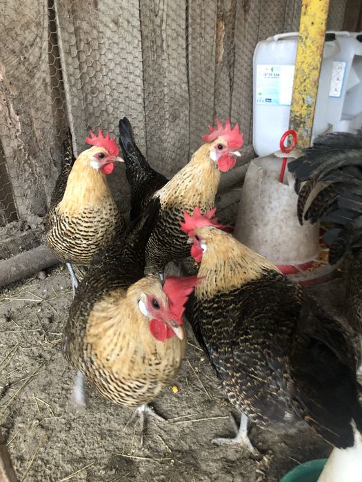 Vand oua din rasele:Brakel argintiu,auriu,lemon si La Bresse.