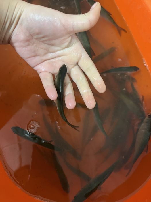 Чебак живец с реки Тобол