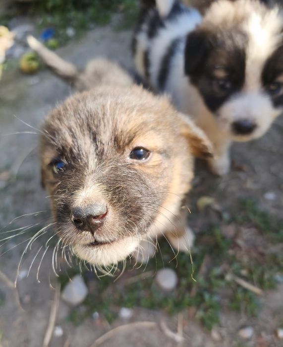 Cățeluși pentru adopție