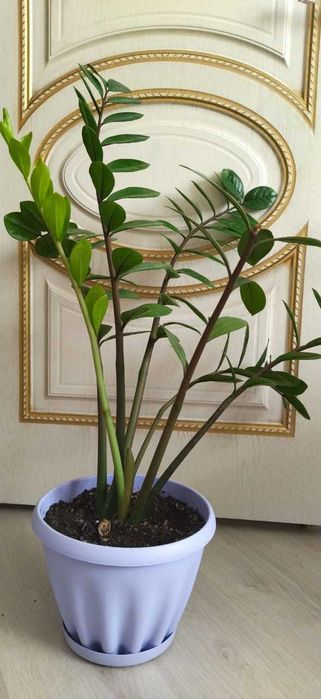 Продам Замиокулькас (долларовое дерево)