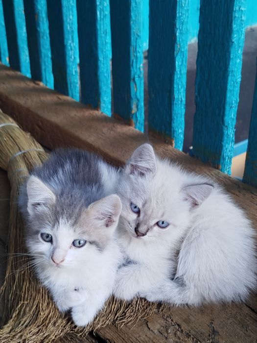 Отдам котят в добрые руки