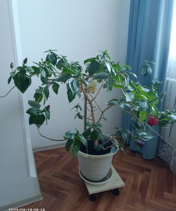 Китайская роза гибискус