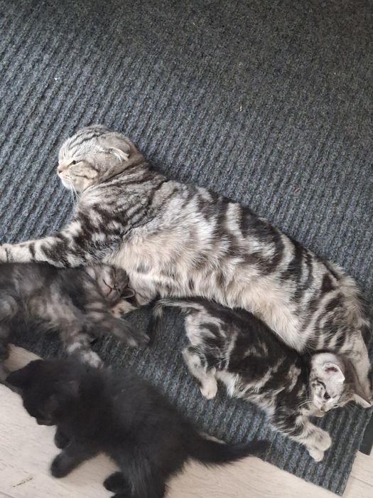 котята за 3000тг