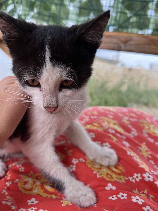 Отдам котёнка мальчика в добрые руки