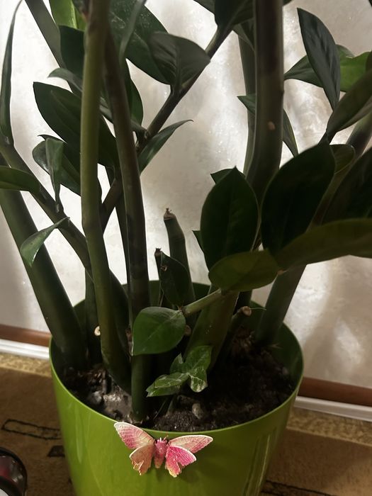 Долларовое дерево  Замиокулькас