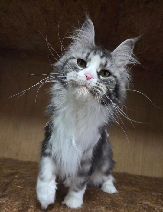 Кошка породы Мейн кун