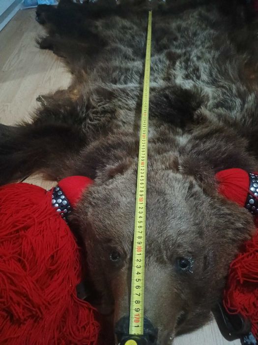 Piele de Urs Stare foarte buna