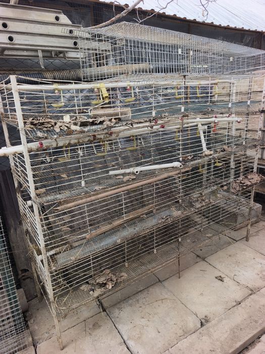 Bedana boqish uchun qafas