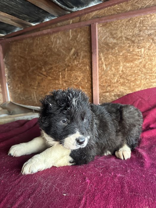 Продам Щенков Алабая (САО)