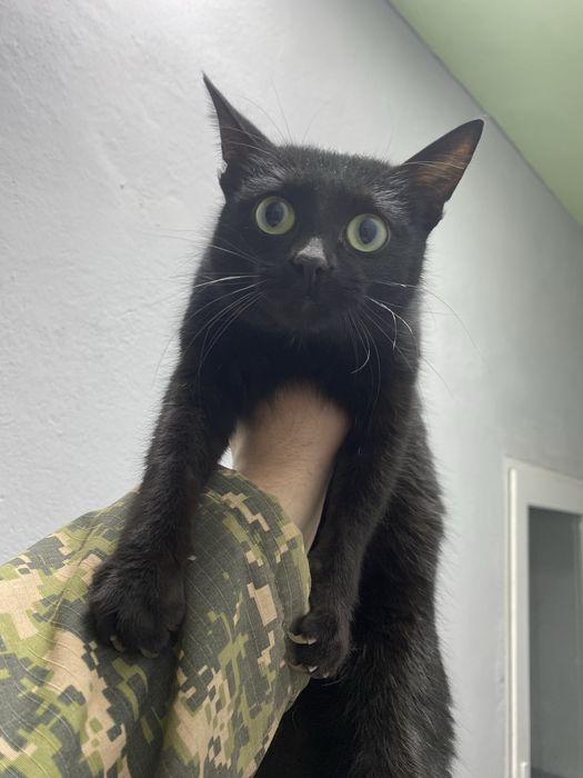 отдаю кота бесплатно