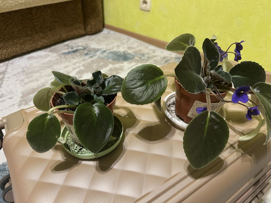 Продам комнатные цветы
