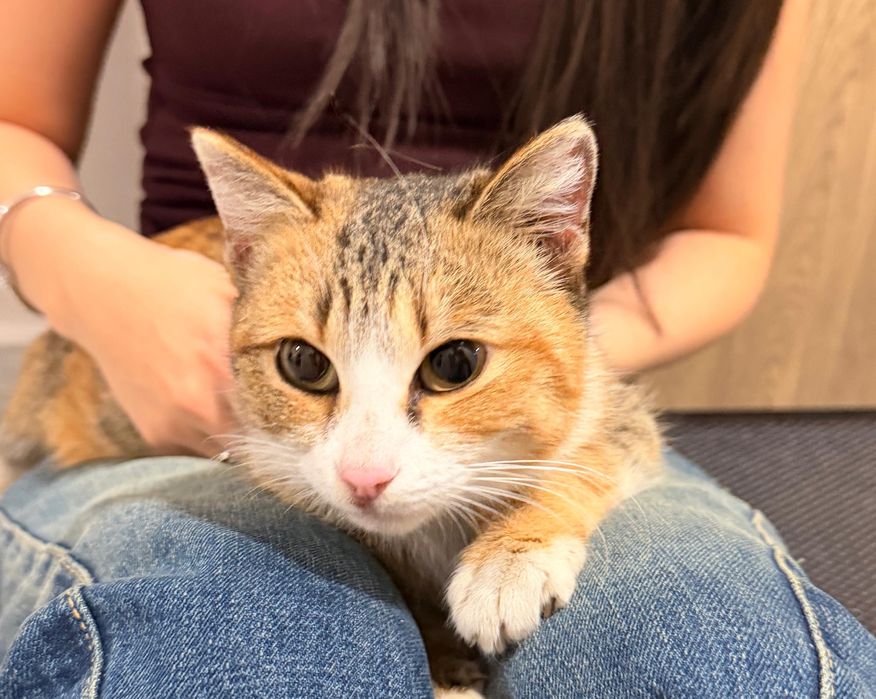 Отдам кошку в хорошие руки