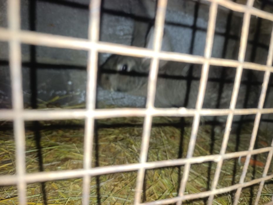 Кролики разные породы