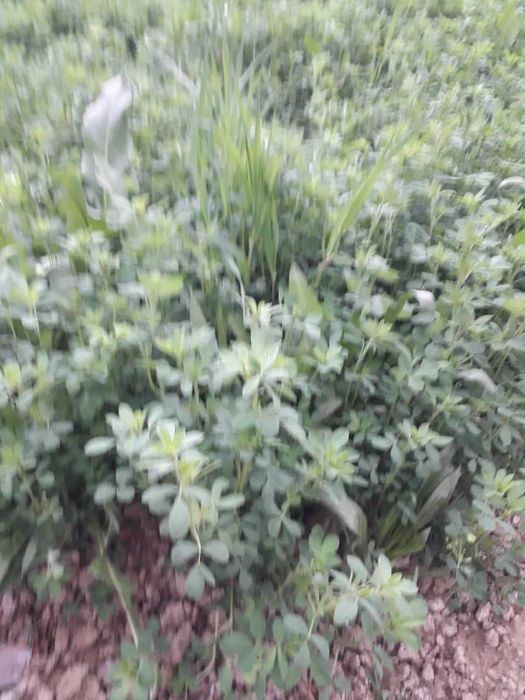 2 сотих ерга экилган беда сотаман. 300 минг сум.