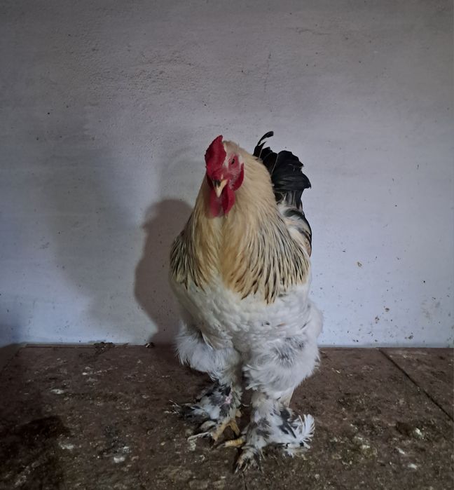 Продам петуха Брамы