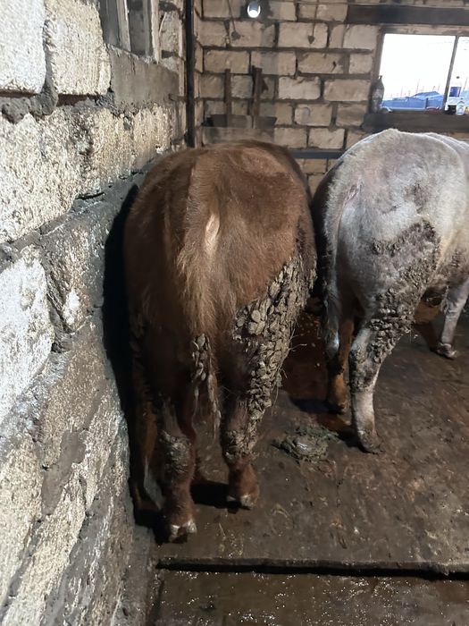 Откорм бұқа сатылады