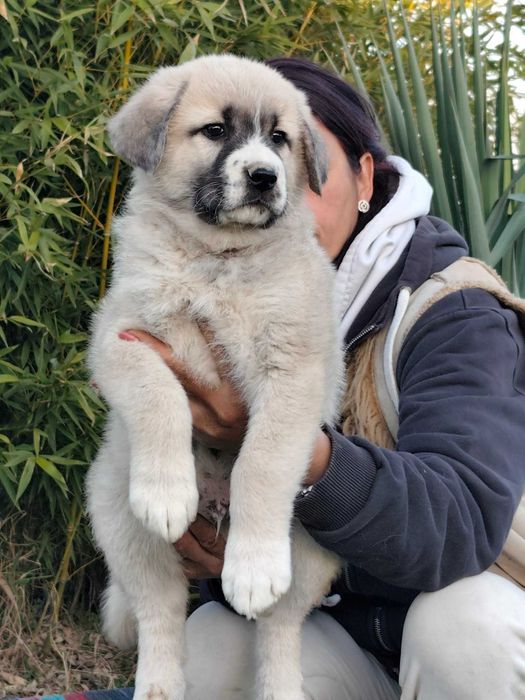 Кавказка овчарка