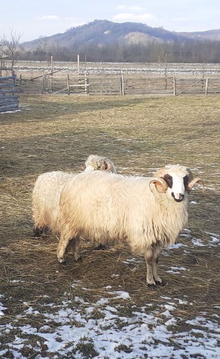 VÎND sau Schimb cu Oaie cu Miel BERBEC BREAZ MIOR.