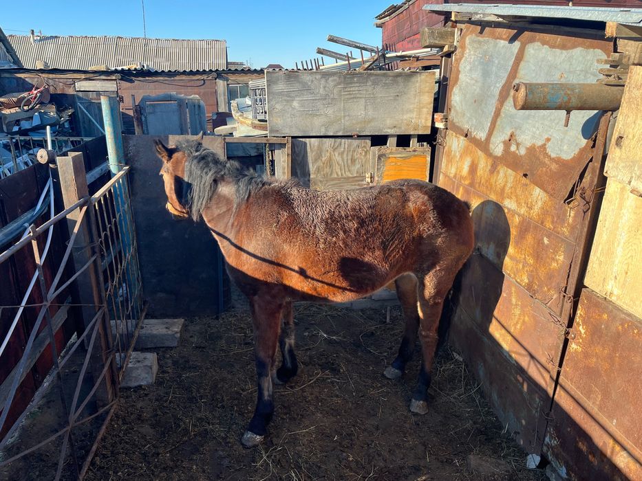 Продам кобылу 3 х лет