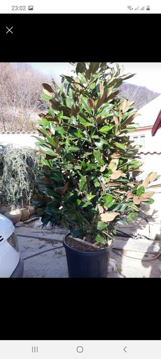 Magnolia amenajări  grădini