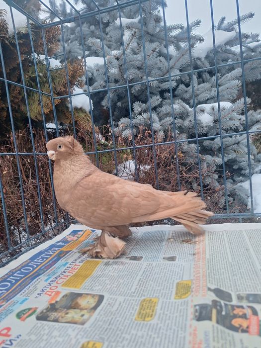 Продам жёлтого самца