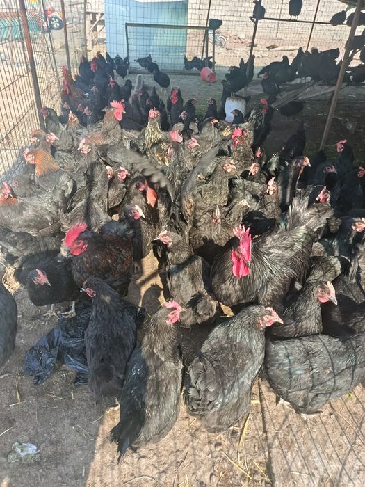 Andijon qora tovuqlarini tuxumi sotiladi