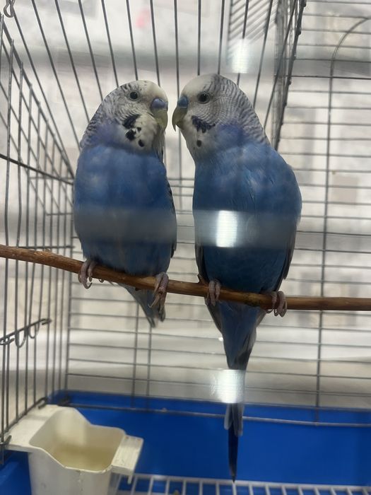 Попугай с клеткой вместе