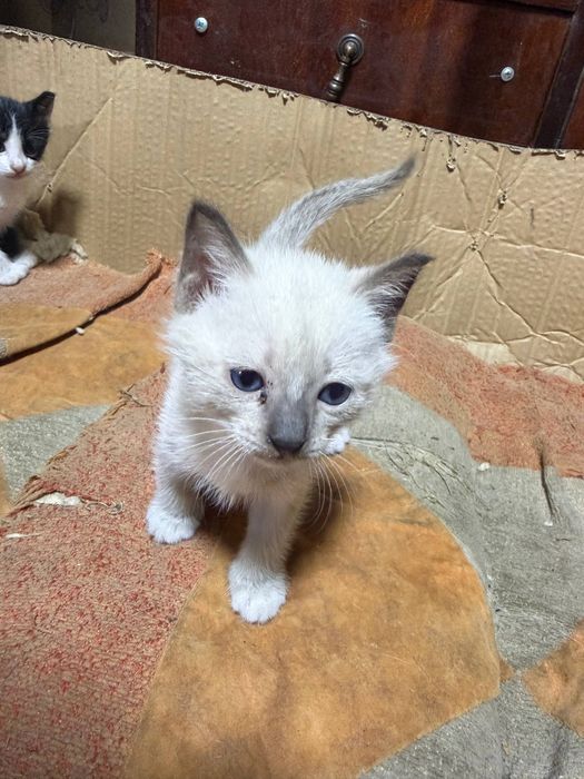 Отдадим котят бесплатно.