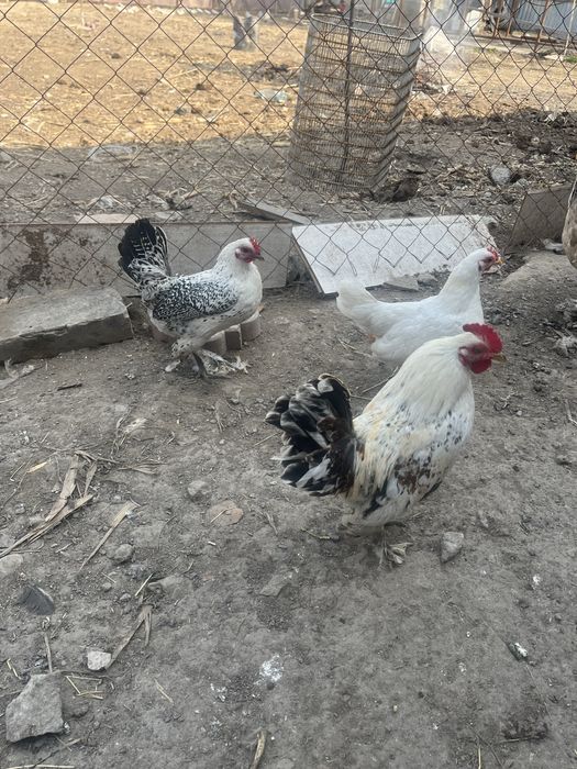 Продам карликов 8месяцев