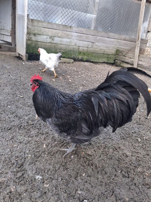 Vând cocoș australorp