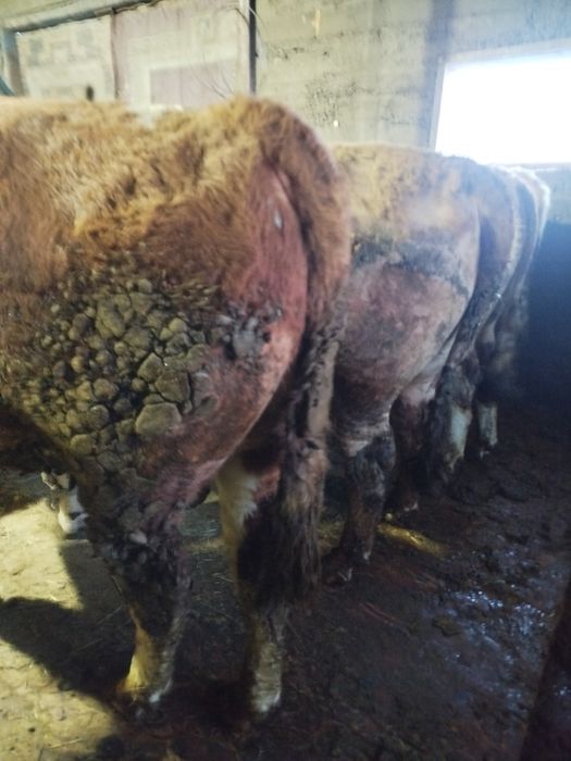 Букалар сатылады