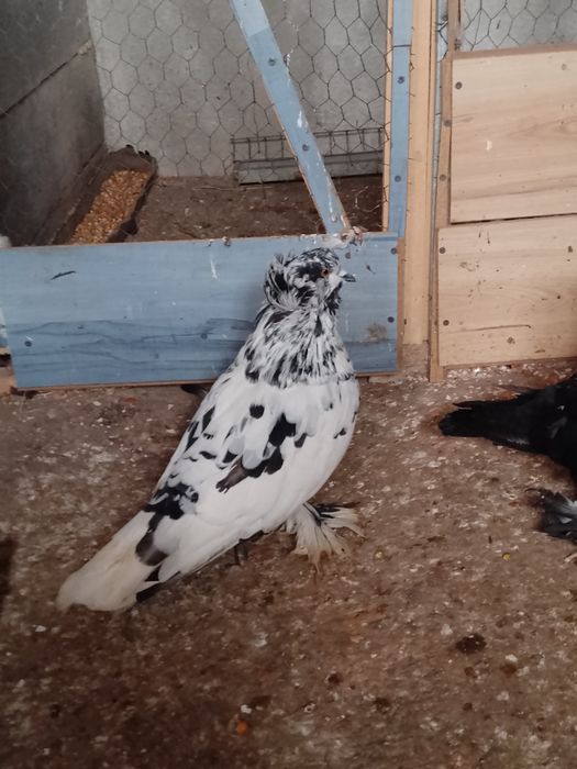 De vânzare porumbei