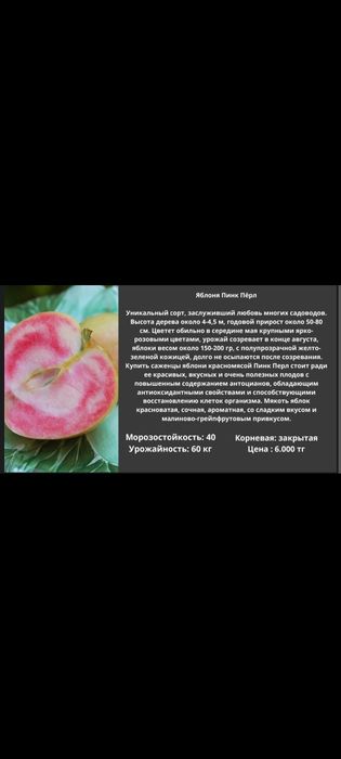 Саженцы яблоня трёх летка.