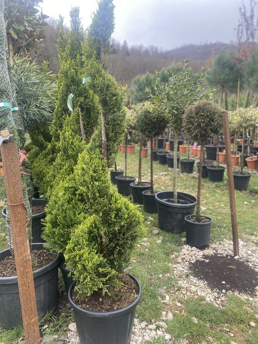 Cupressocyparis Leylandii