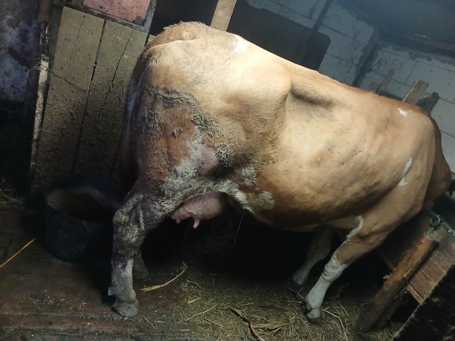Vând  vaca la a3 fătare