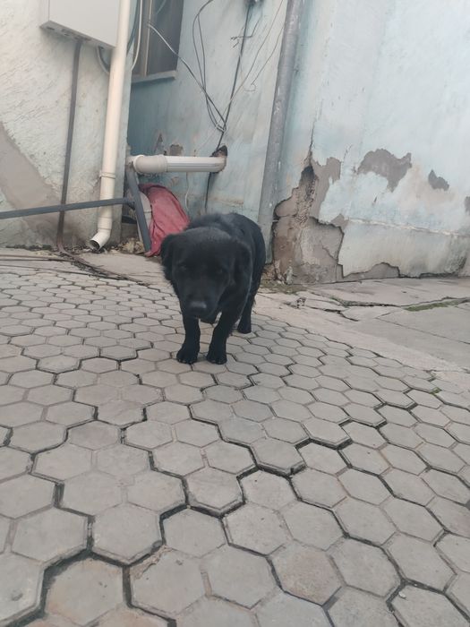 Собака возмити в хорошую руки