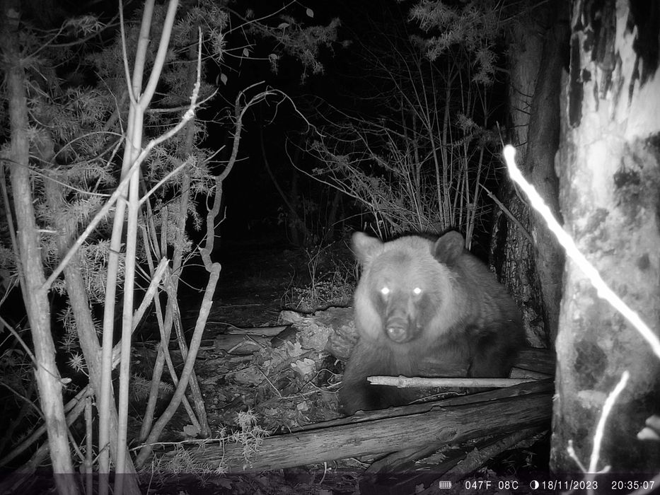 Ловни камери 2 на брои