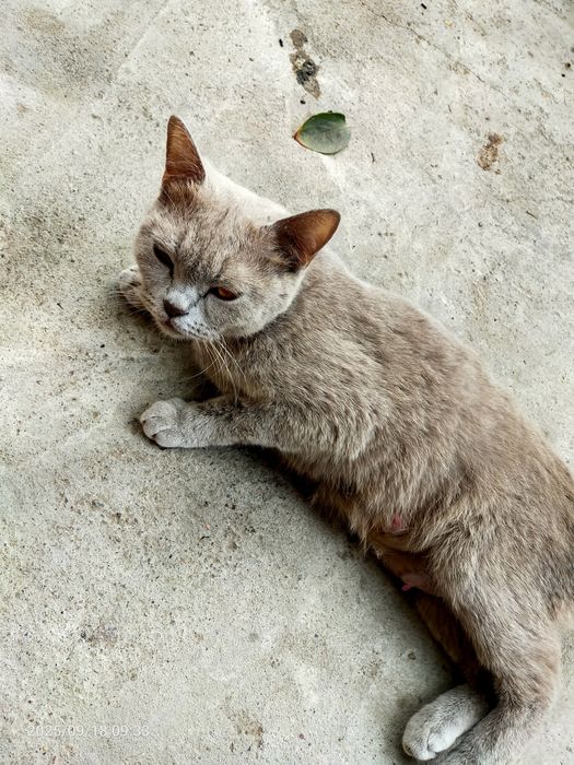 Британский скотиш прямоухий. Леона. Из Турции.