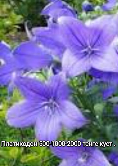 Продам Цветы садовые