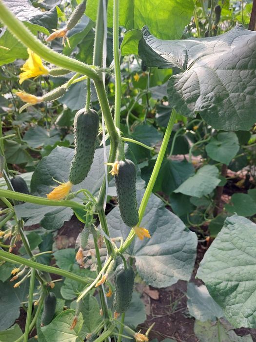 Продается теплица